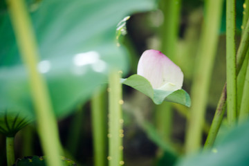 lotus bloom  purity of heart