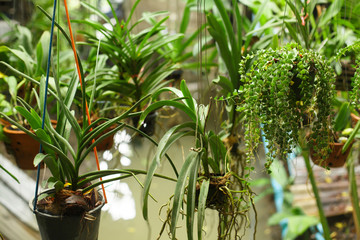 Natural tropical background. Flower pots hang on threads. Green plants with roots sticking out of the pots