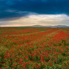 beautiful red poppy field with cloudy sky