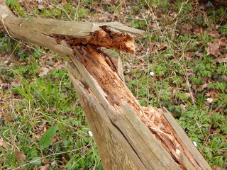 axe in the stump