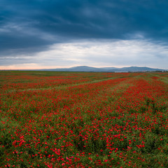 beautiful red poppy field with cloudy sky