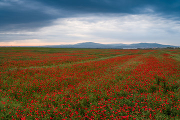 Fototapeta na wymiar beautiful red poppy field with cloudy sky