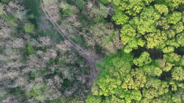Raising aerial footage above forest path crossroad, spring evening light