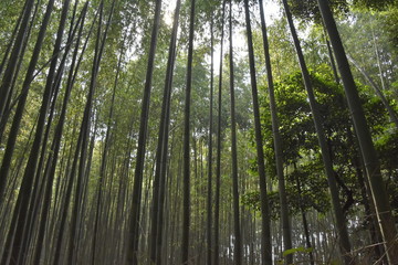 Fototapeta na wymiar あたり一面竹林に囲まれてヒーリング　嵐山（京都）