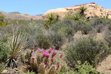 Purple cactus flowers in the open desert of Nevada