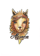 alpaca. llama animal with a long neck. drawing on white background