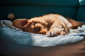 cute novascotian duck tolling retriever puppy