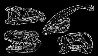 Dinosaurs skulls line hand drawn sketch image set on a black chalkboard. Carnivorous and herbivorous fossils collection of images. Vector illustration © Olga