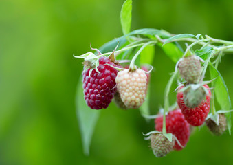 Close up of red, ripe and sweet raspberry branch