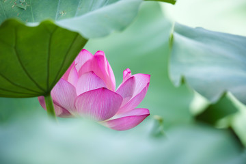 lotus bloom  purity of heart