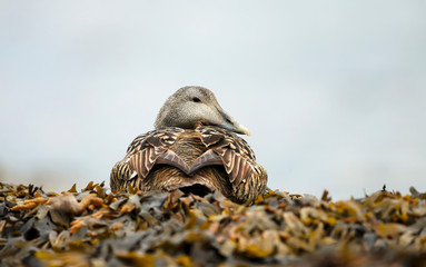 Close-up of a female common eider in seaweed