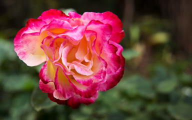 Pink and yellow rose