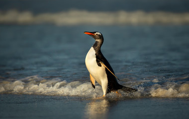 Fototapeta na wymiar Gentoo penguin coming ashore from Atlantic ocean