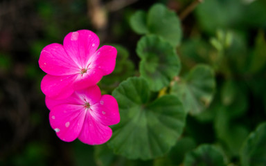 A duo of bright pink Malva flowers