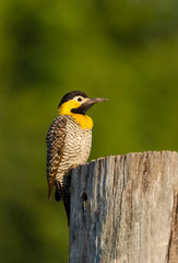 Close up of a campo flicker perched on a tree trunk