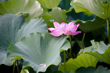 lotus bloom  purity of heart