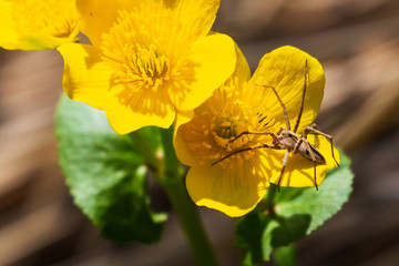 spider yellow flowers in the field. Summer orange flowers in the forest on a blurred background. Flower (crab) spider (Misumena vatia) eating green fly on pink phlox. Beautiful yellow flowers on a bo