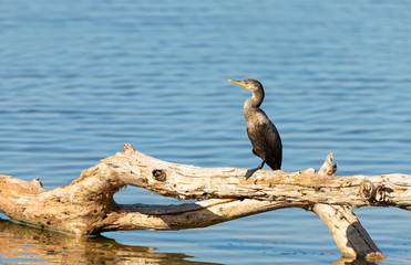 Neotropic cormorant perched on a tree branch on a river bank