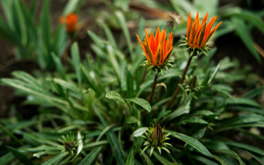 Two prickly bright orange Gazania flowers