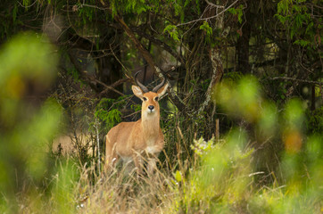 Close up of a Bohor Reedbuck in Gaysay Grasslands