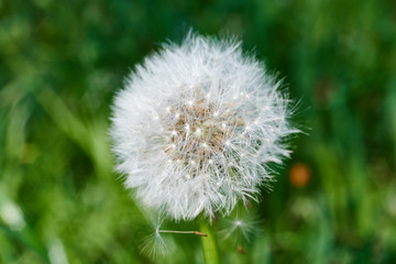 Big white dandelion macro image. Nature background.