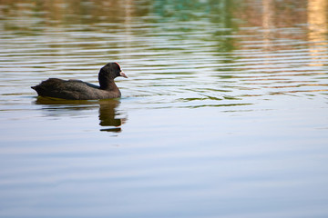 Wild duck swimming in the pond.