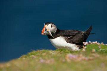Atlantic puffin with the beak full of sand eels