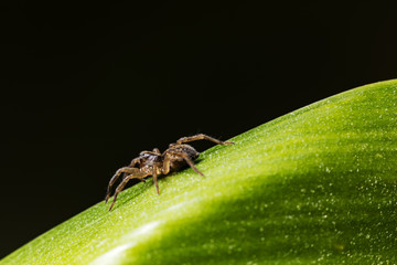 Eine Spinne auf einem grünen Blatt.
