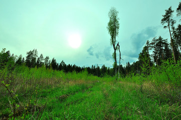 My observations of nature in the spring time period