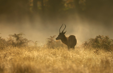 Red Deer stag on a misty morning at sunrise