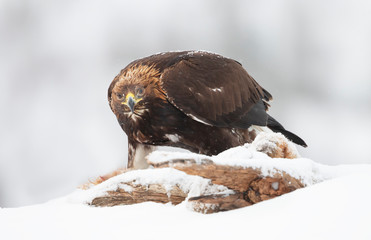 Close up of a Golden Eagle in winter