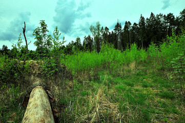 My observations of nature in the spring time period