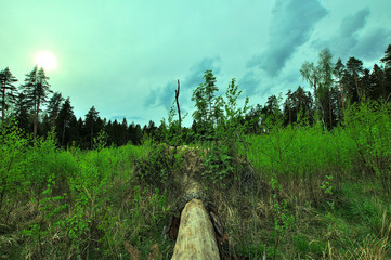 My observations of nature in the spring time period