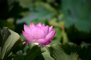 Obraz premium lotus bloom purity of heart