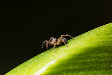 Eine Spinne auf einem grünen Blatt.
