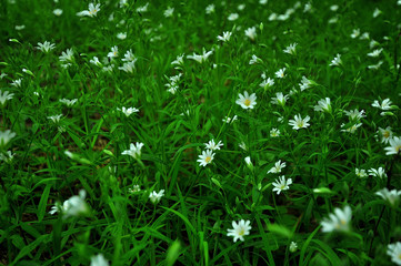 My observations of nature in the spring time period