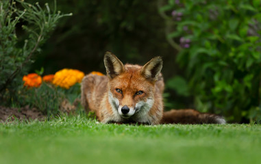 Red fox lying on the grass in the back garden