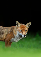 Red fox against dark background