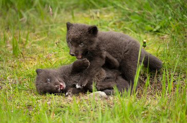 Close up of two playful Arctic Fox cubs