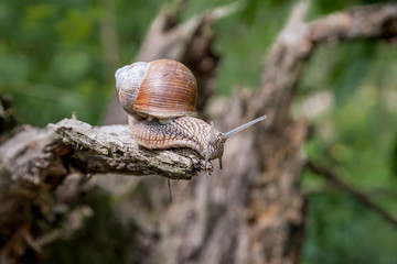 A snail with a shell crawls along the edge of a tree