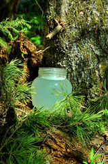 My observations of nature in the spring time period