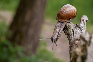 Snail with a shell hanging on the edge of a tree