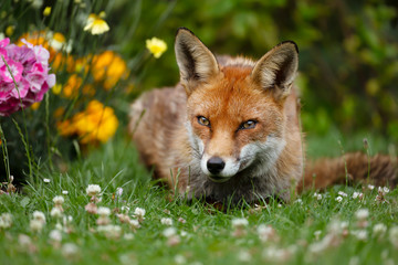Naklejka na ściany i meble Red fox lying on the grass in the back garden