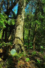 My observations of nature in the spring time period