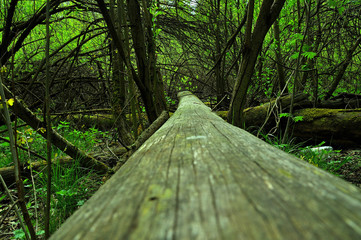 My observations of nature in the spring time period