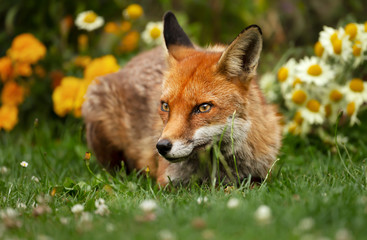 Red fox lying on the grass in the back garden