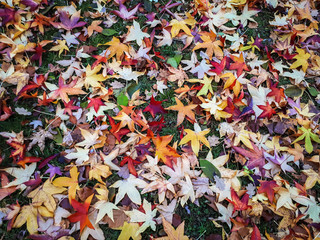 colorful carpet of leaves