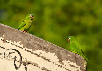 Fototapeta premium Two yellow-chevroned parakeets perched on a wooden fence
