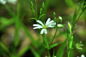 My observations of nature in the spring time period