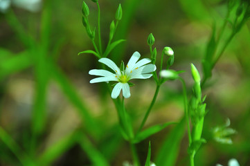 My observations of nature in the spring time period